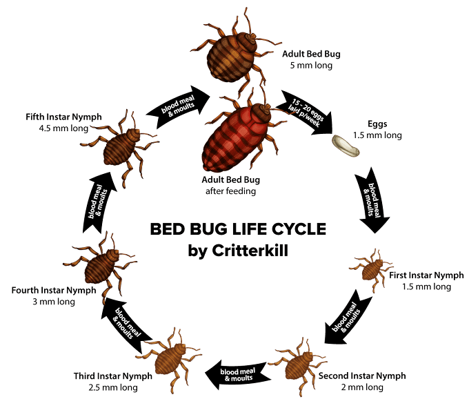 Bed bugs in UK