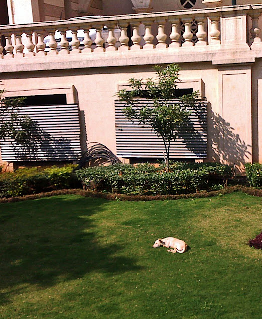 sleeping dog on lawn