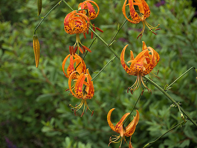 Лилия Гумбольдта подвид глазковая (Lilium humboldtii subsp. ocellatum)