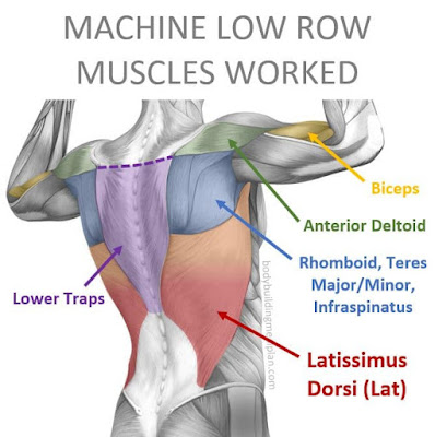 Muscles worked with a low row