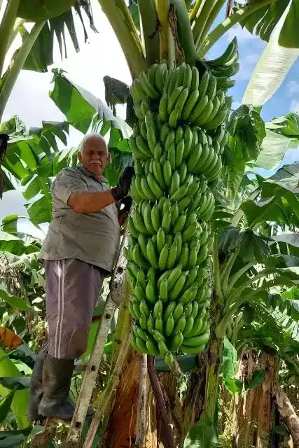 Bananicultor Valter Benedito França colheu um cacho de banana com 22 pencas em Sete Barras (SP)