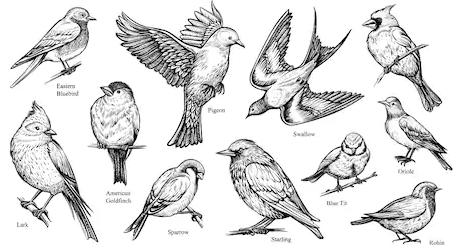 Cara Menggambar Burung Dengan Mudah Tutorial Lengkap