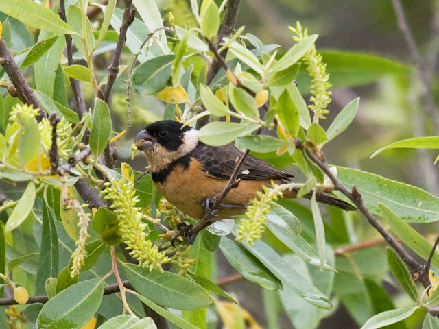 Cinnamon-rumped Seedeater