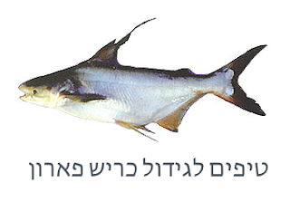 טיפים לגידול כריש פארון