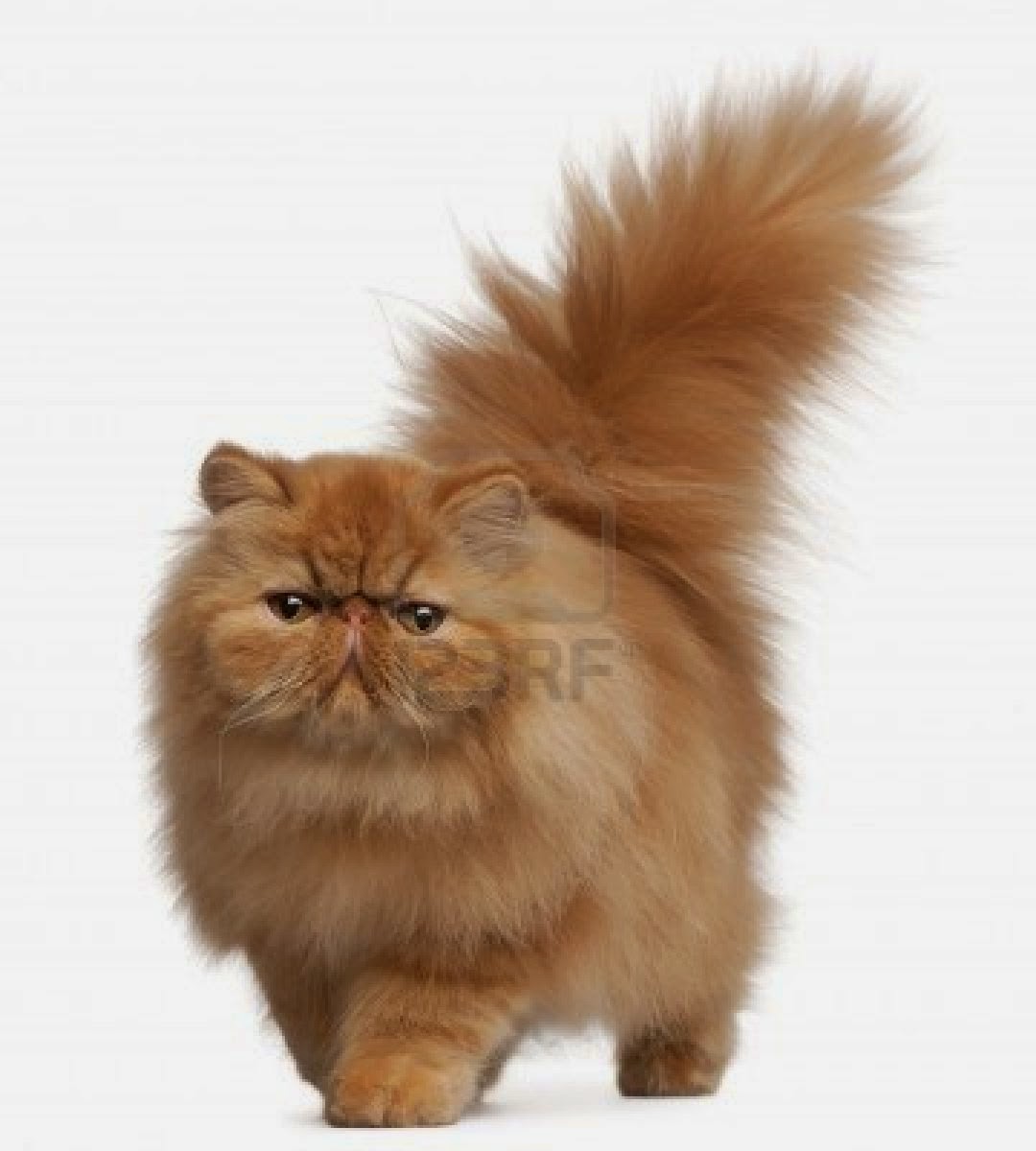 Gambar Kucing Parsi Comel Comel