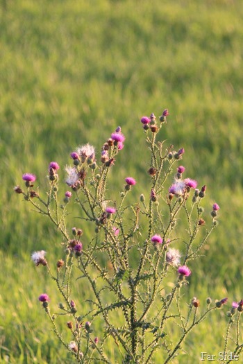 A weed some kimnd of thistle