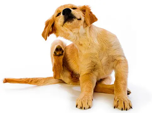 fleas and ticks in dogs ears flea and tick in dogs treatment signs of fleas and ticks in dogs fleas and ticks on dogs home remedies fleas and ticks on dogs medicine flea and tick symptoms in dogs flea and tick prevention for dogs flea and tick pills for dogs