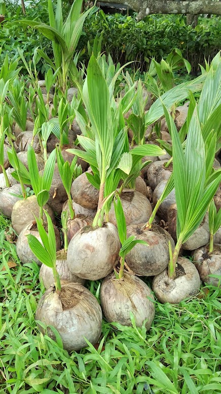 jual bibit pohon kelapa entog cepat buah kalimantan barat Pekalongan