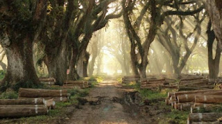 Liburan di Banyuwangi, Bisa Mampir ke Hutan "Lord of The Rings"