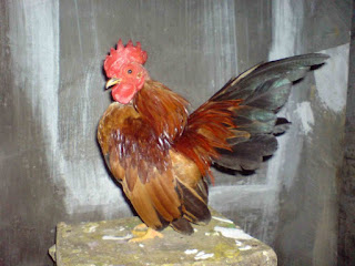 Ayam Kate Serama