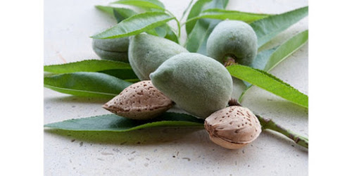  KACANG ALMOND JUAL Negara