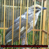 jual burung cucak rowo