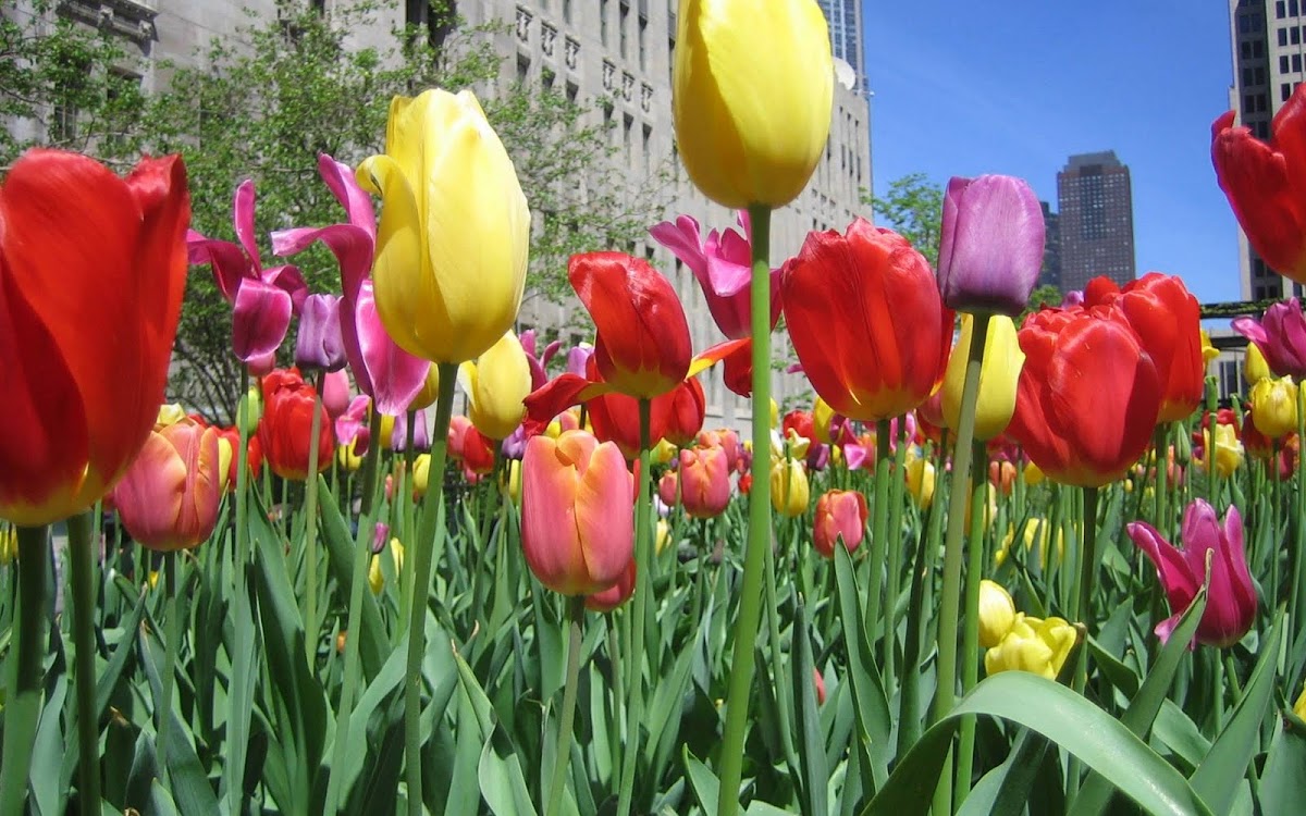 Beautiful Tulip Widescreen Wallpaper 6