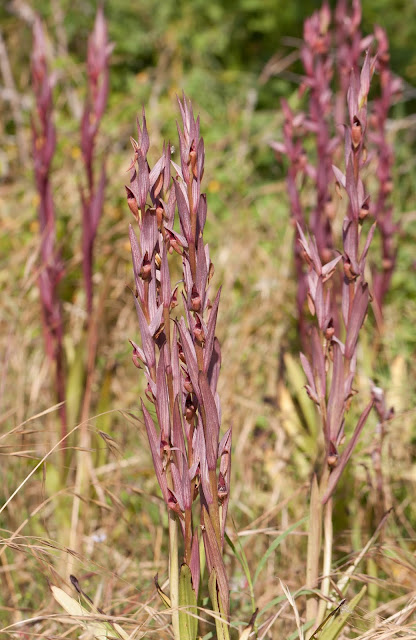 Serapias Bergonii - Eastern Ploughshare Orchid - Akrotiri Marsh, Cyprus