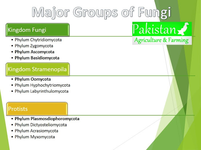 Classification of fungi by Alexopoulus and Mims