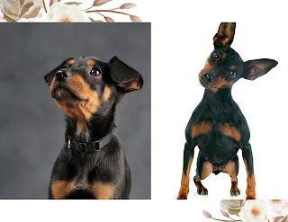 Miniature Pinscher - These dogs are small but mighty. They have a lot of energy and require daily exercise. However, they don't need a lot of space to run around, making them great for apartment living.
