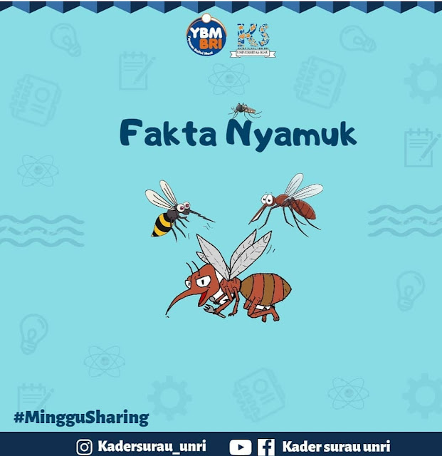 Fakta Unik dari Nyamuk