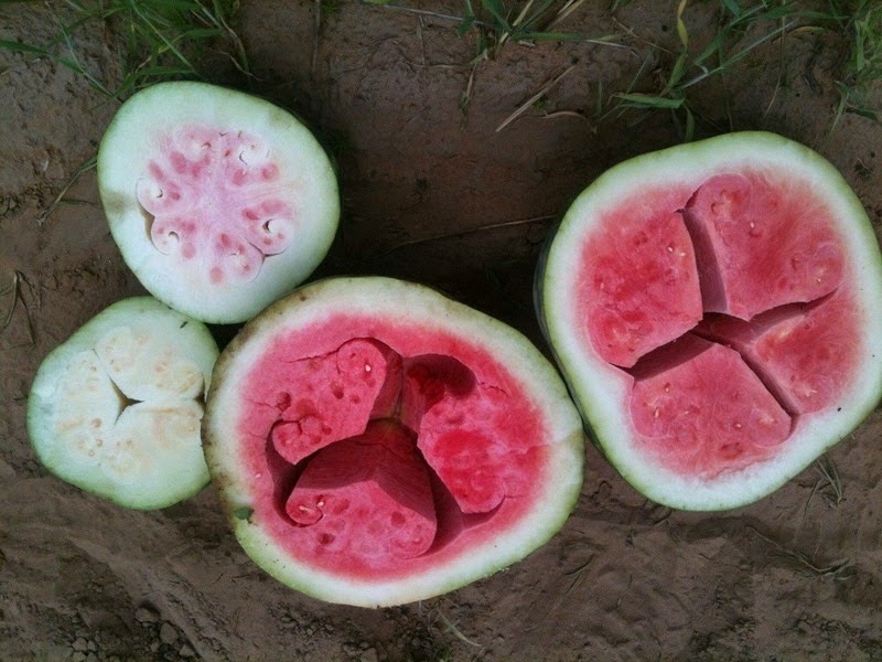 hollow-heart-watermelon-2 hollow-heart-watermelon-2