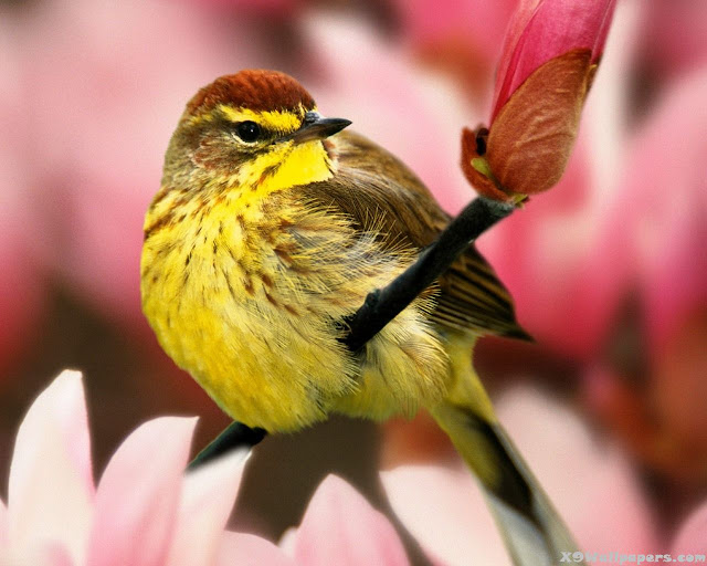 amazing sparrows