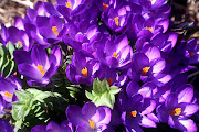 Spring Flowers (april spring flowers )