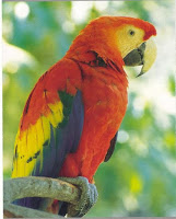 Picture Of Parrot Bird