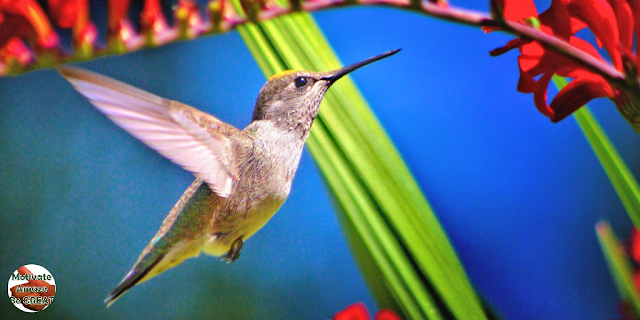 Featured in the article: "Hit The Ground Running, So You Can Hit The Sky Flying!" Hummingbird 