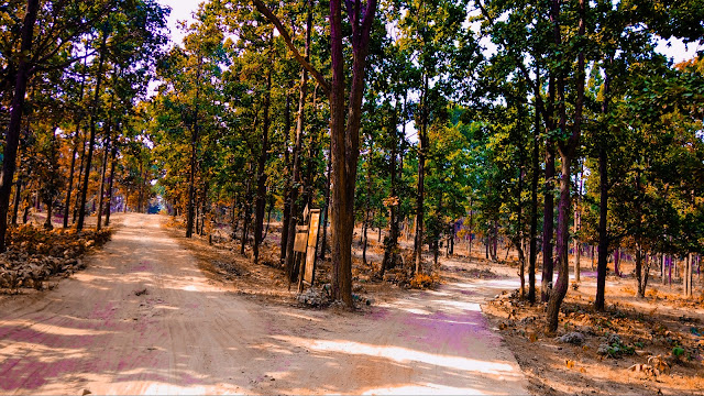 mccluskieganj road