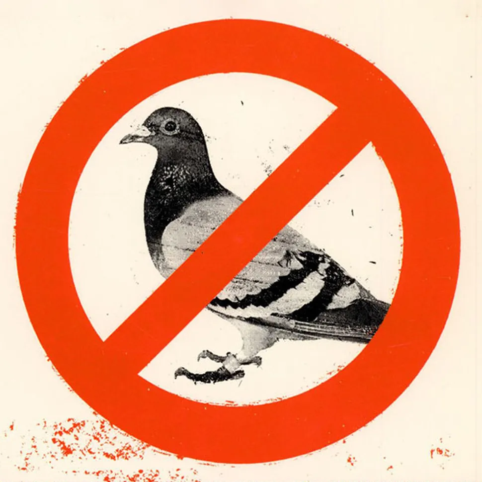 no pigeon