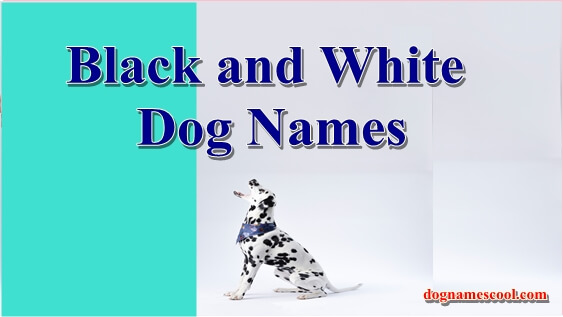 Black and White Dog Names