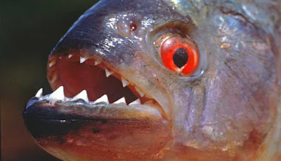 Piranha