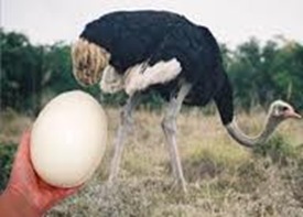 Largest cell — Egg of Ostrich