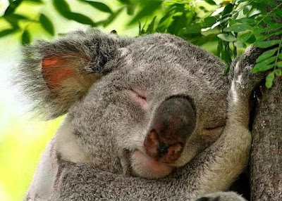 cute sleeping animal