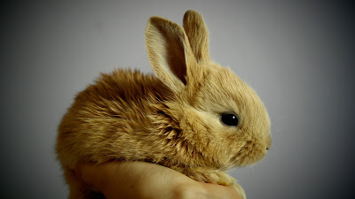 brown rabbit hd resolution wallpaper