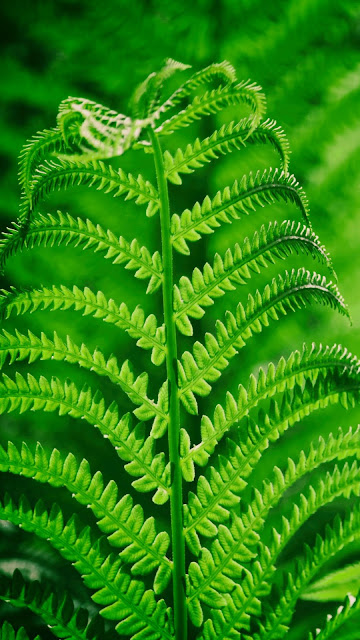 Plant, Fern, Leaf, Close Up, Macro