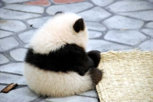 panda-bear-6