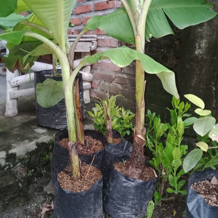 bibit pohon pisang susu stock ready Gorontalo