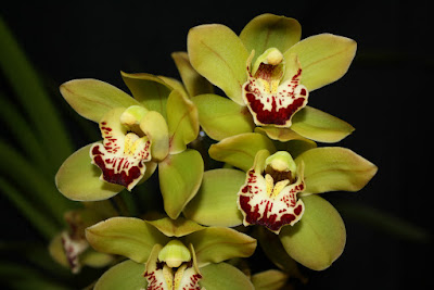 Cymbidium Sessa Green Beauty care and culture