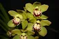 Cymbidium Sessa Green Beauty care and culture