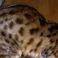 Pola Warna Kucing Bengal