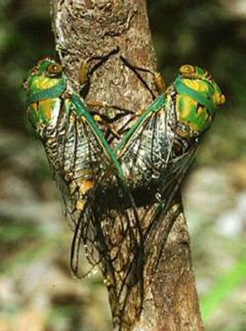 Pictures Of Cicada - Free Cicada pictures 