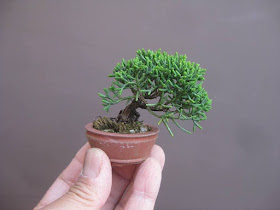 bonsai mini7