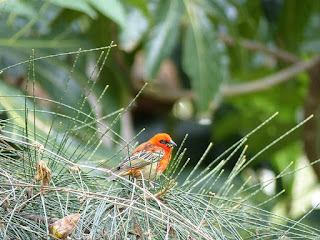 Foudi de Madagascar - Foudi rouge - Cardinal - Kardinal - Foudia madagascariensis