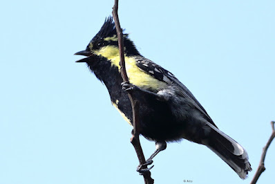 Indian Yellow Tit