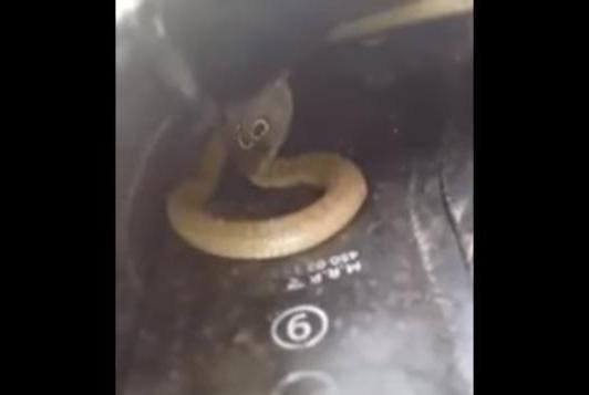 SHOCKING!!! Man Finds Baby Cobra Hiding In His Shoe (Photo/Video)