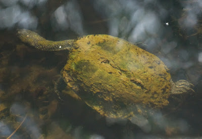 Eastern Long-necked Turtle (Chelodina longicollis)