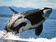 killer whale