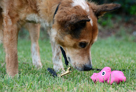 hippopotamus squeaky pink food toy