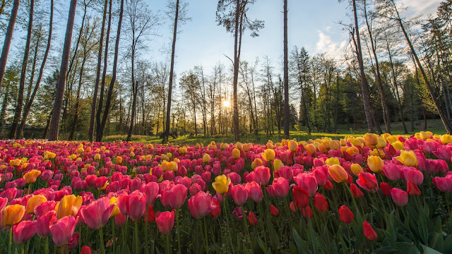 Field Tulips Sunrays HD Wallpapers
