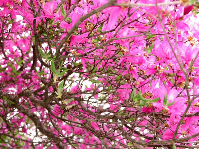 Rhododendron wadanum