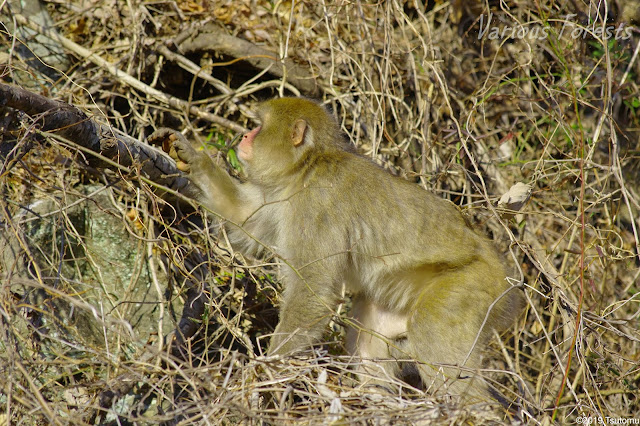 Japanese monkey